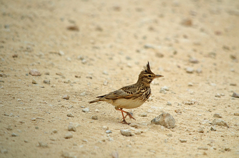Crested Lark - East Macedonia and Thrace
