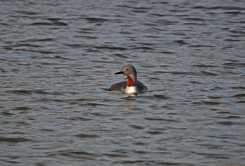 Red-throated Diver - Snæfellsnes peninsula