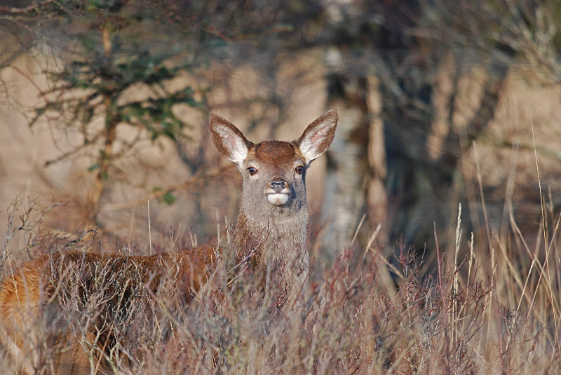 Red Deer - Red Deer