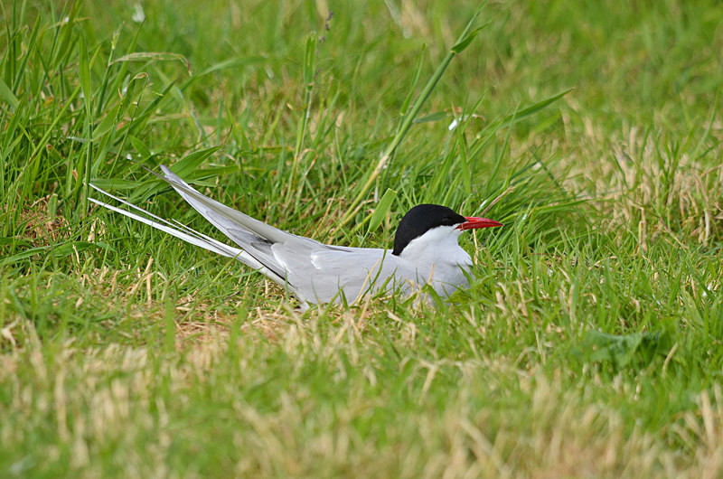 Arctic Tern - Terns