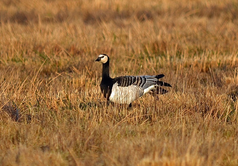 Barnacle Goose - Black geese