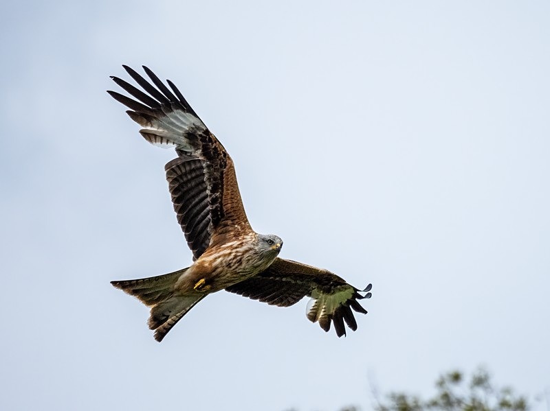 Red Kite - Birds of prey