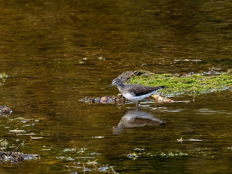 Green Sandpiper - Sandpipers