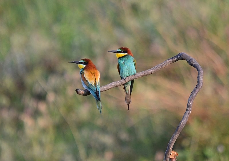 European Bee-eaters - Bulgaria