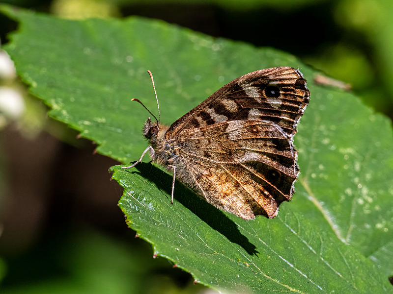Speckled Wood - Latest photos