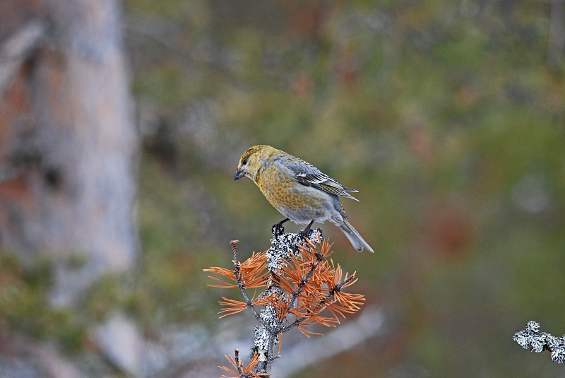 Pine Grosbeak - Finland