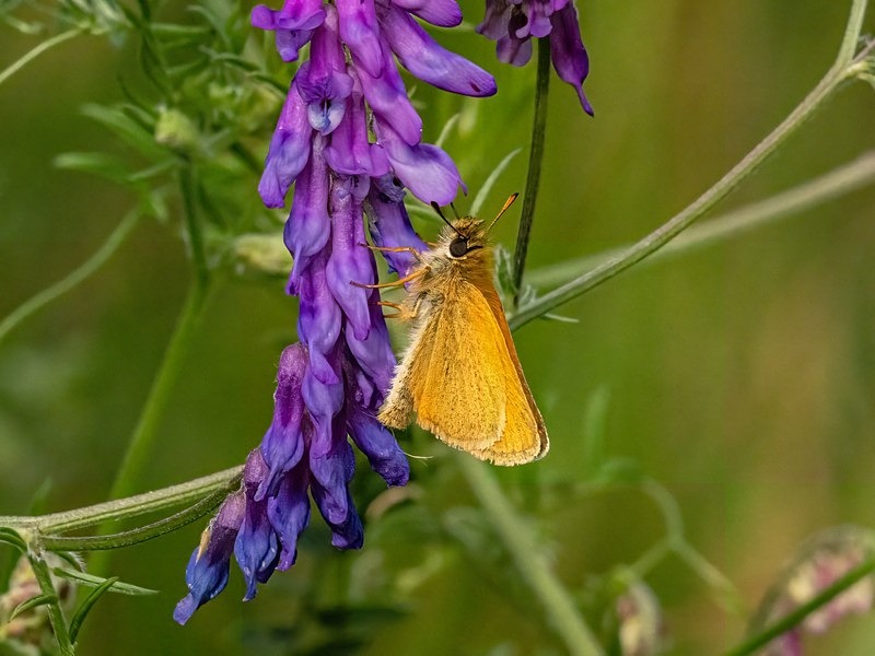 Essex Skipper - Butterflies