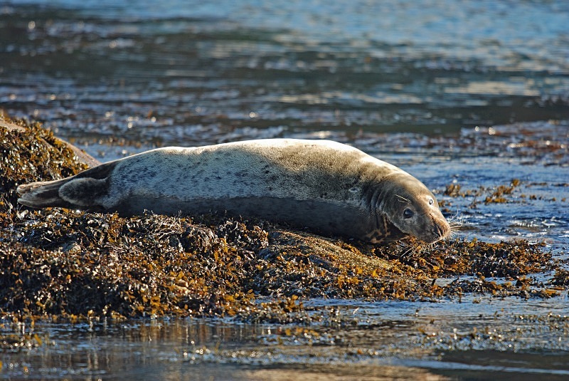 Atlantic Grey Seal - Atlantic Grey Seals