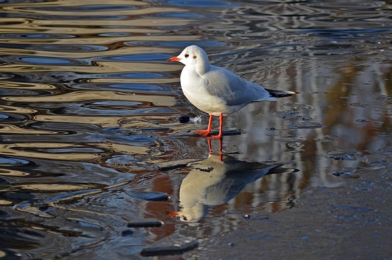 Black-headed Gull - Gulls