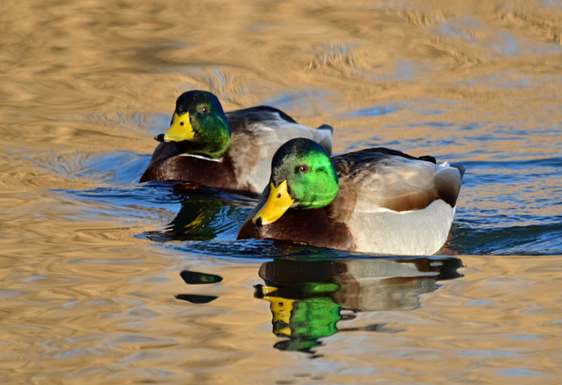 Mallards - Dabbling ducks