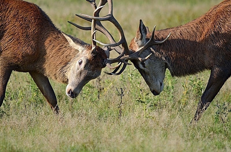 October 2019 - Red Deer - Photos of the month