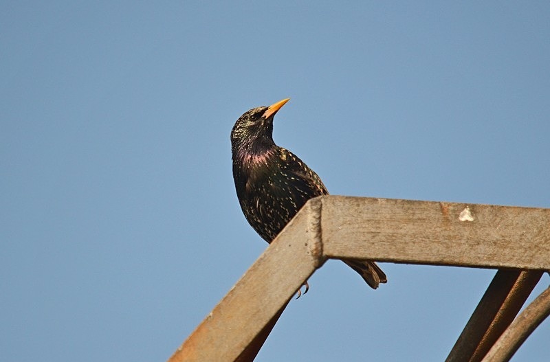 Starling - Starlings