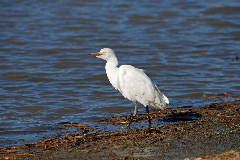 Cattle Egret - Catalunya