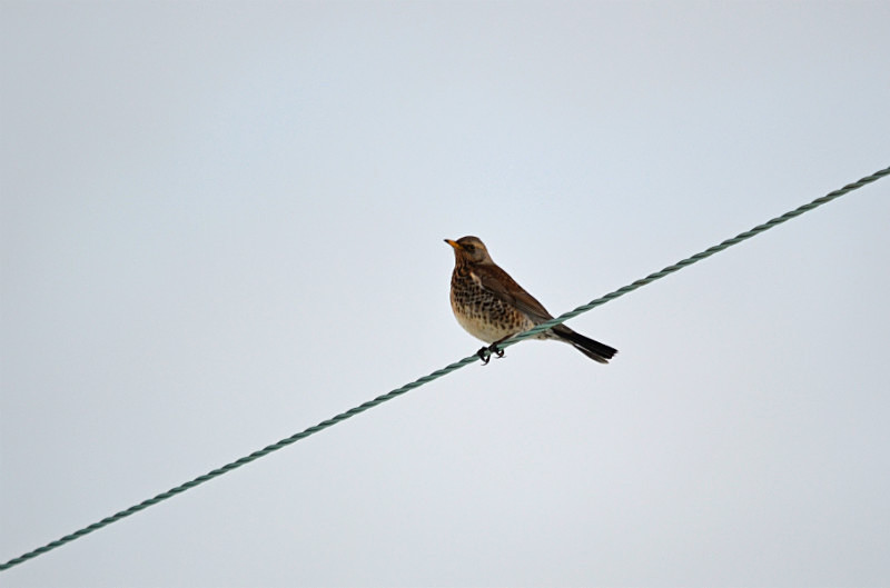 Fieldfare - Thrushes