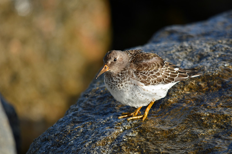 Purple Sandpiper - Sandpipers