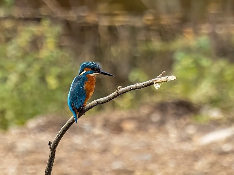October 2022 - Kingfisher - Photos of the month