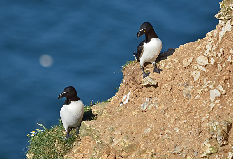 Razorbills - Auks