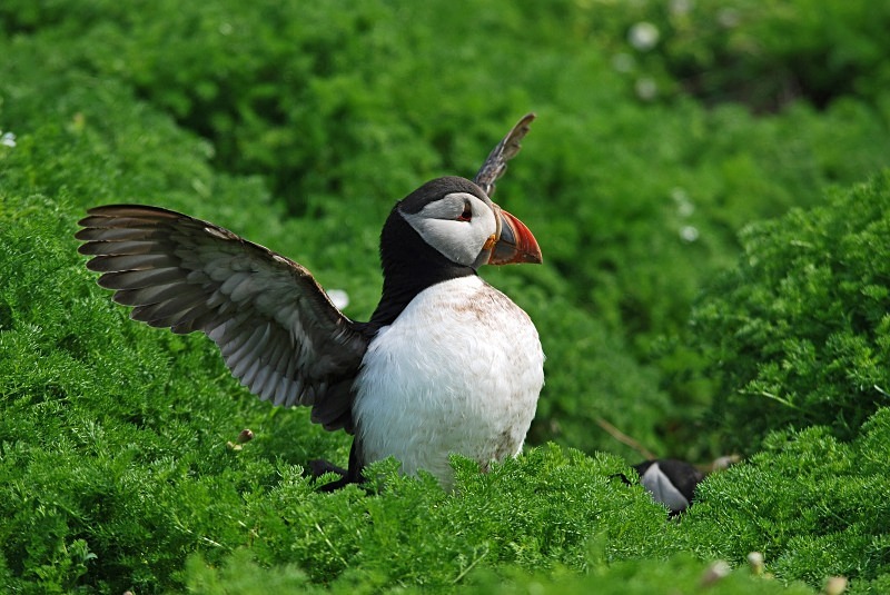 Puffin - Puffins