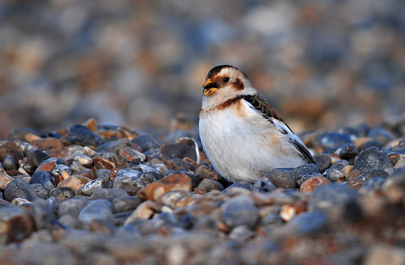 Snow Bunting - Buntings
