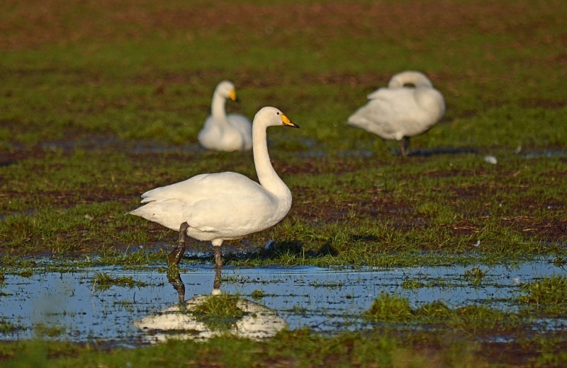Whooper Swan - Whooper and Bewick's Swans