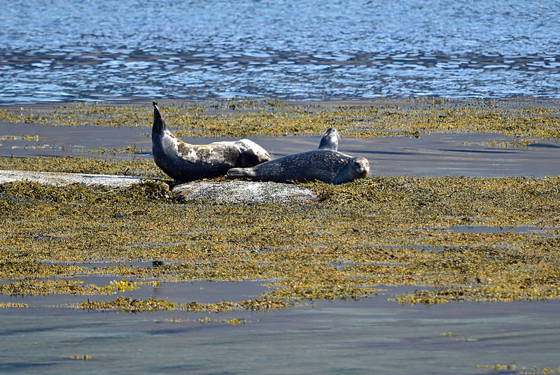 Common Seals - Westfjords