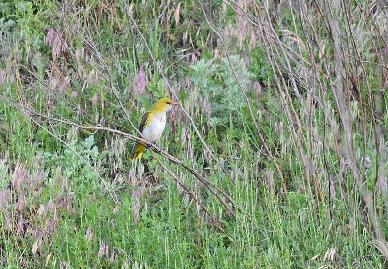 Golden Oriole - Bulgaria