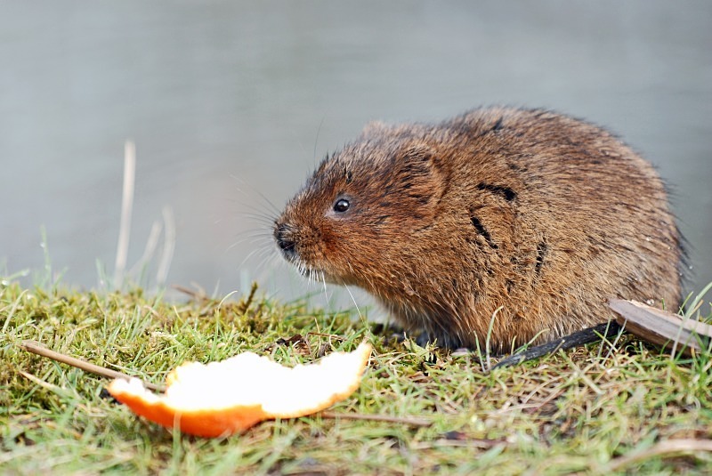 Water Vole - Water Voles