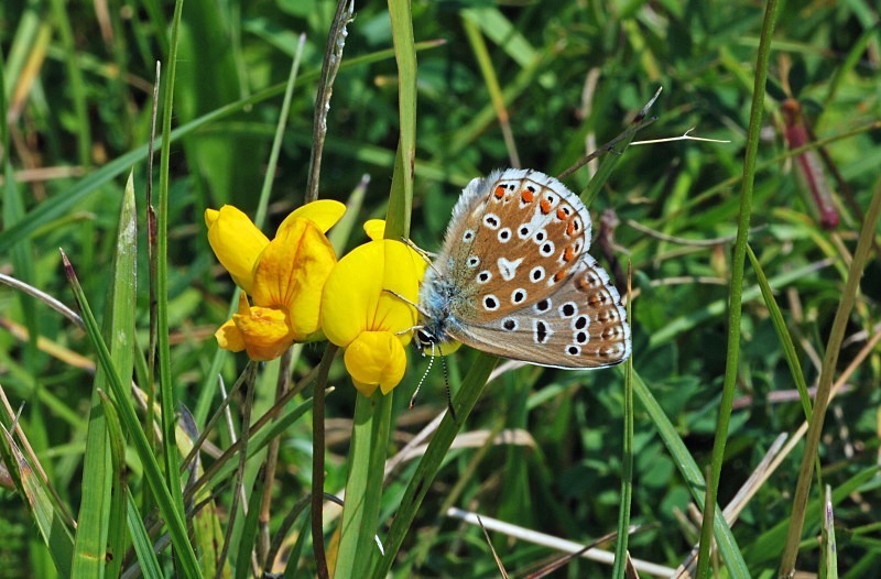 Adonis Blue - Butterflies