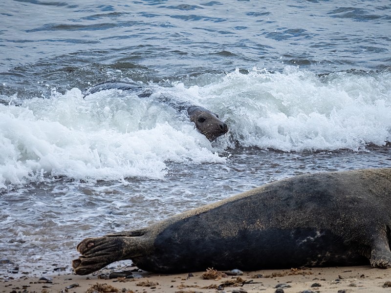Atlantic Grey Seal - Atlantic Grey Seals