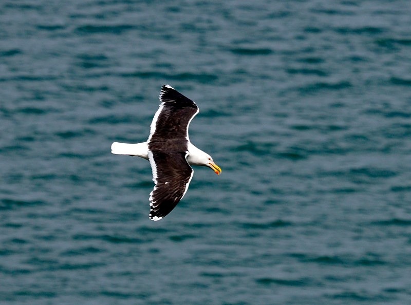 Great Black-backed Gull - Gulls