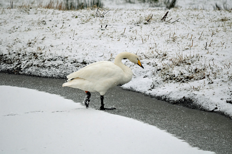 Whooper Swan - Whooper and Bewick's Swans