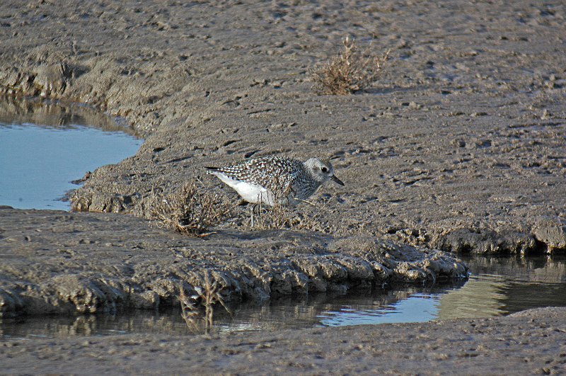 Grey Plover - Plovers