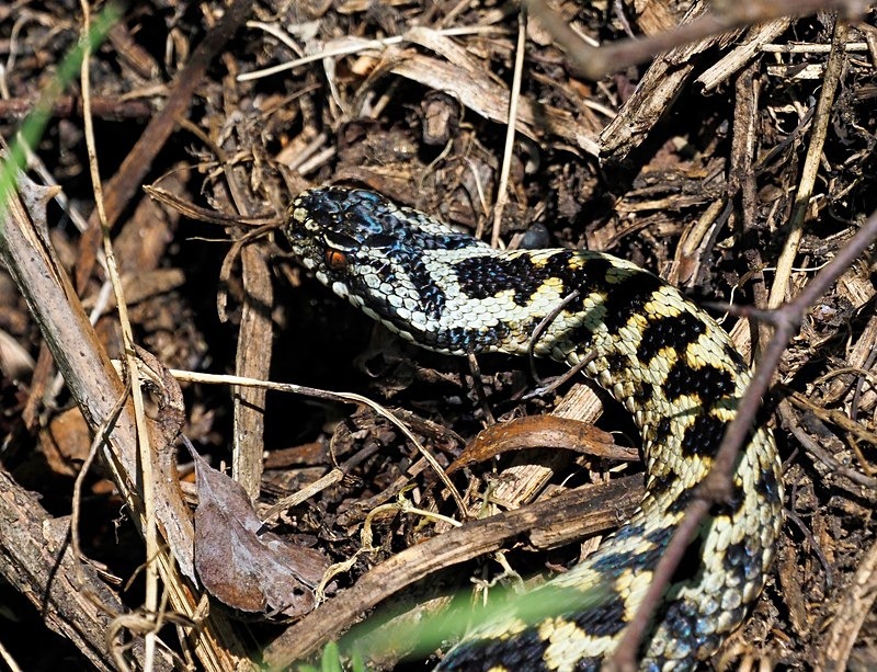 Adder - Snakes