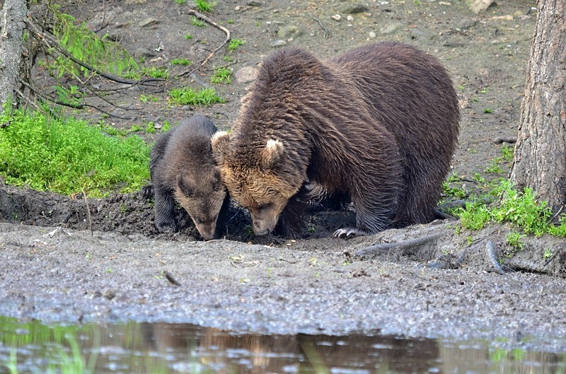 Brown Bear and cub - North Finland - part 2