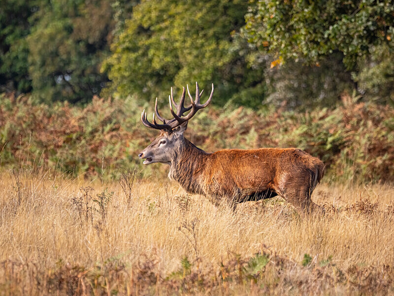 Red Deer - Latest photos