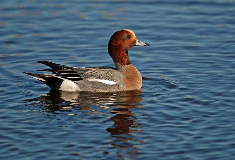 Wigeon - Dabbling ducks