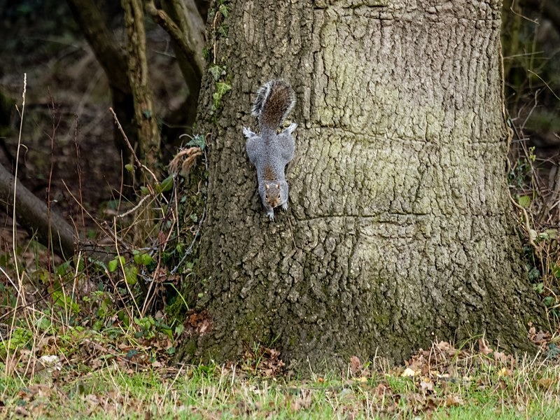 Grey Squirrel - Grey Squirrels