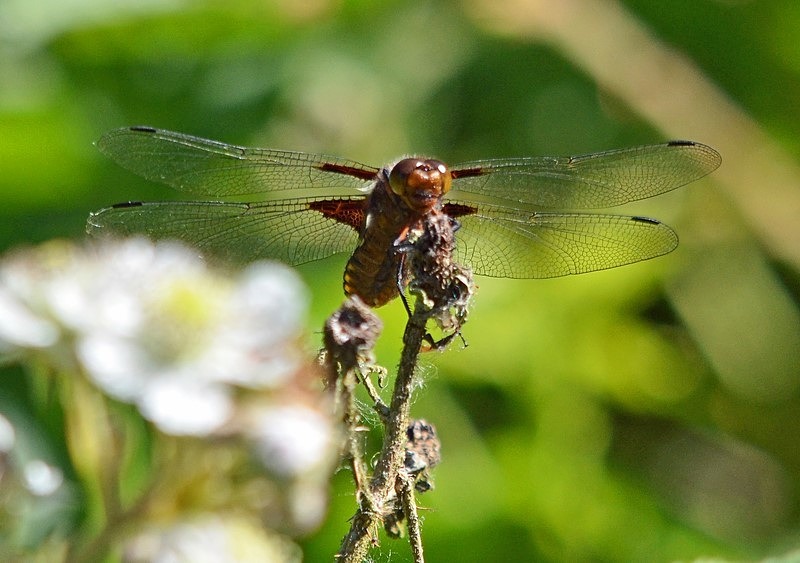 Four-spotted Chaser - Dragonflies and damselflies