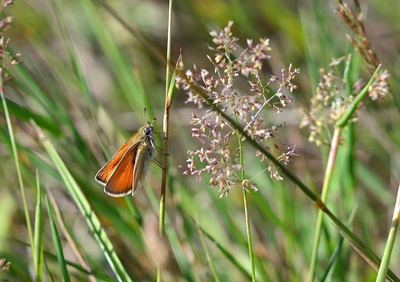 Small Skipper - Butterflies