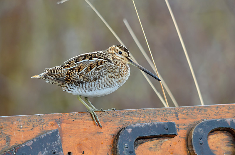 Common Snipe - North east Iceland