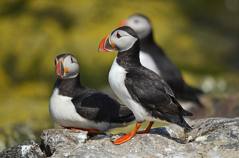 Puffins - Puffins