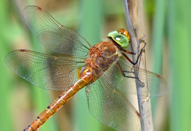 Norfolk Hawker - Dragonflies and damselflies