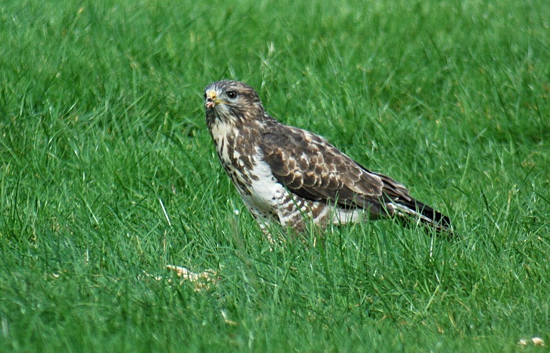 Common Buzzard - Birds of prey