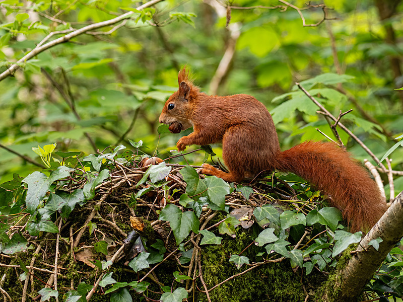 Red Squirrel - Latest photos