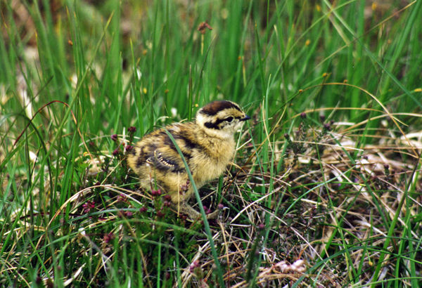 Red Grouse chick - Game birds