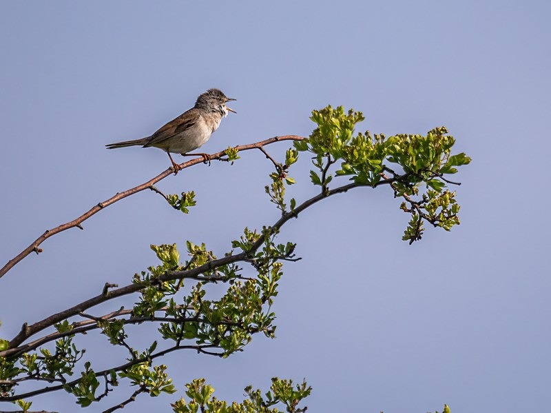 Common Whitethroat - Warblers