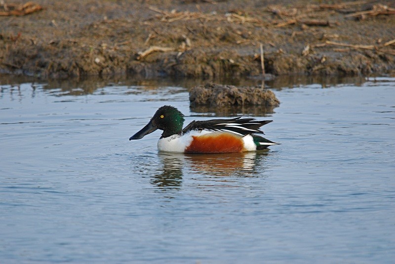 Shoveler - Dabbling ducks