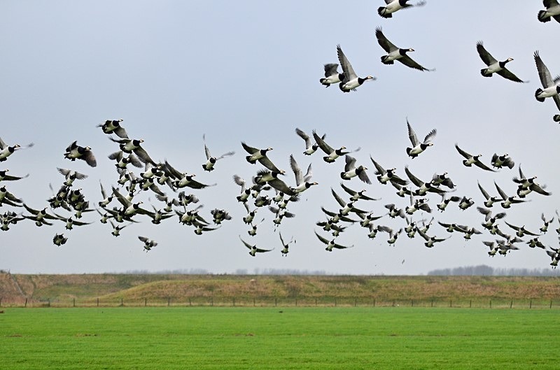 Barnacle Geese - Netherlands - December 2019