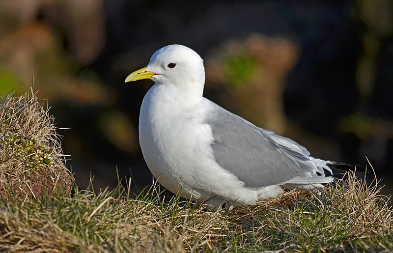 Kittiwake - Westfjords