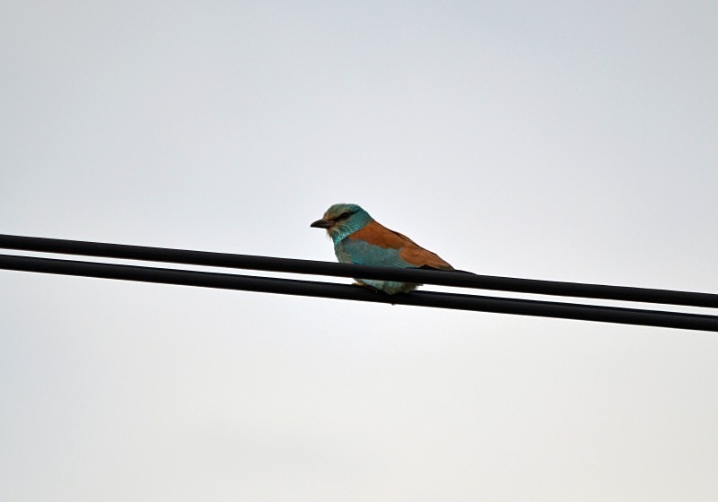 Roller - South and west Spain - April and May 2012